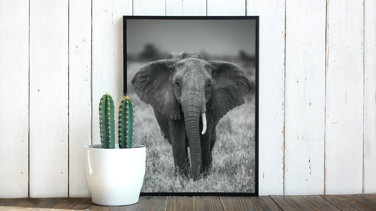 Elefant