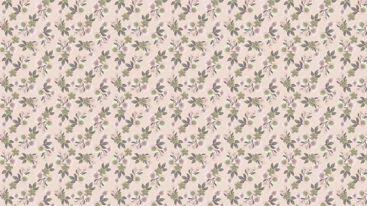 Hellebores - Blush