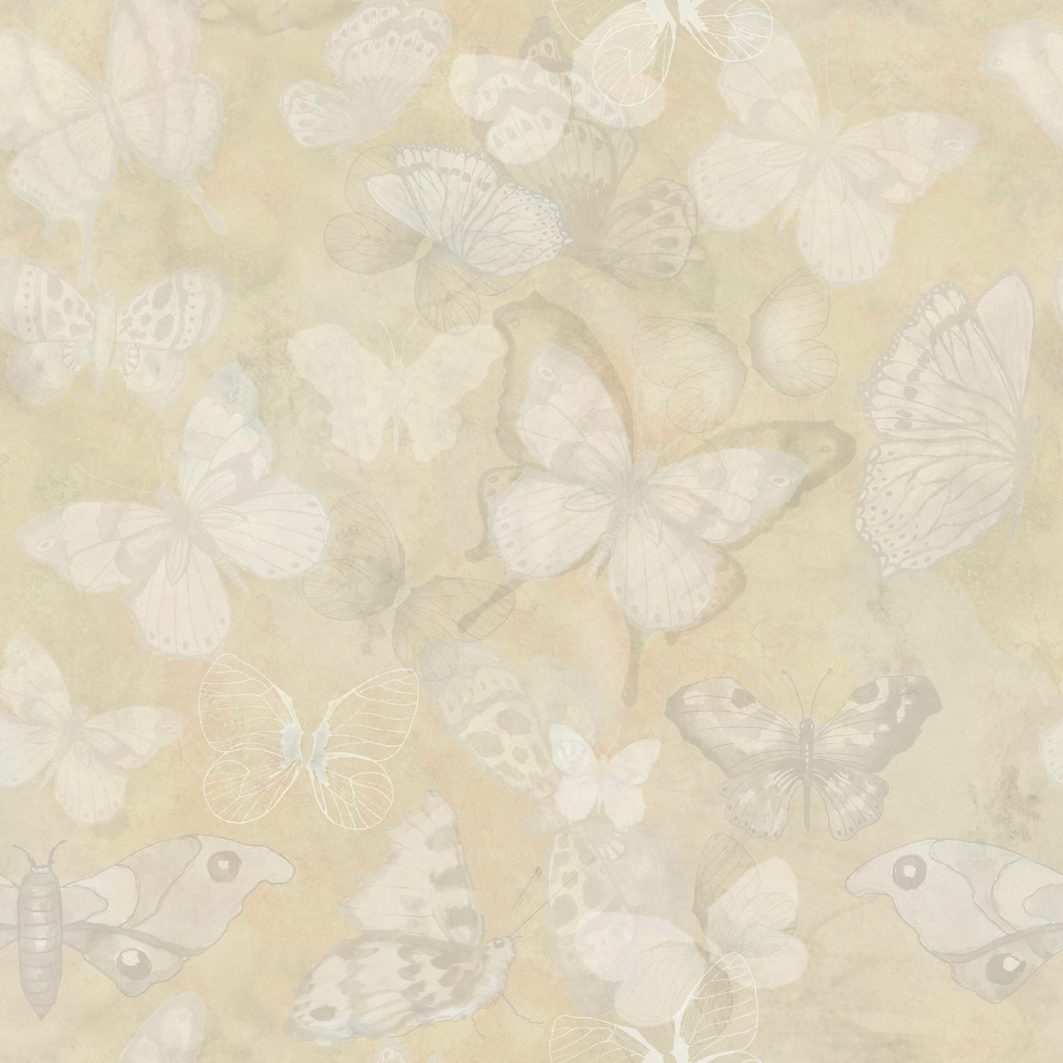Mariposa - Wheat