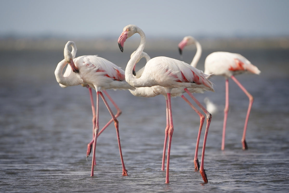 Flamingos aus der Provence