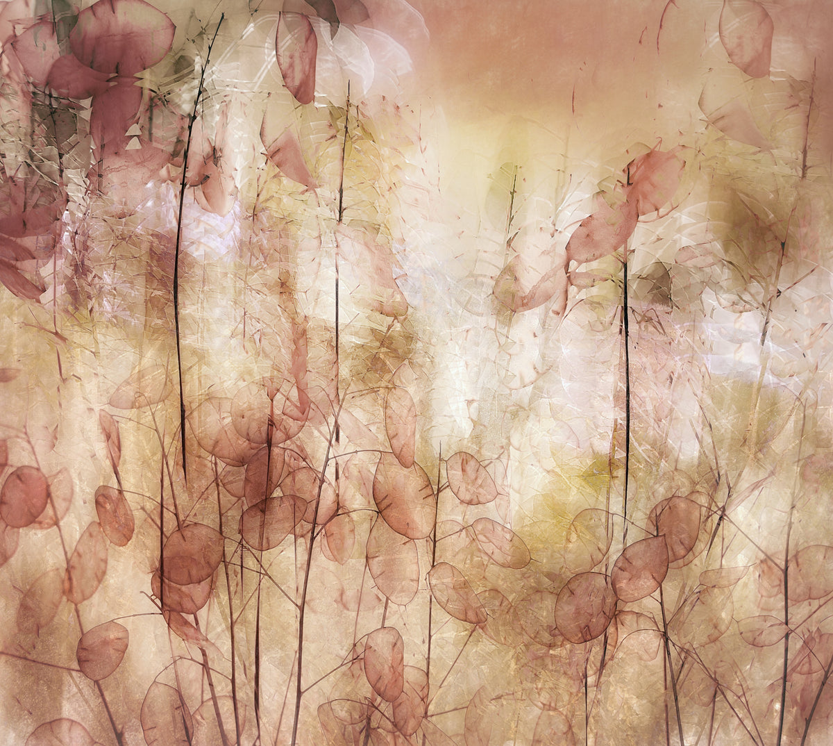 Seed pods