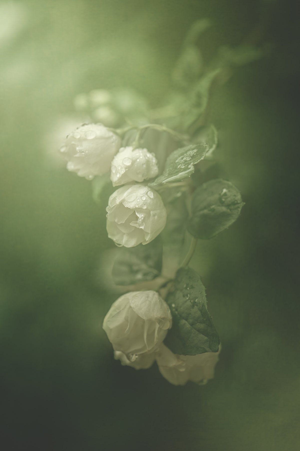 Jasmin