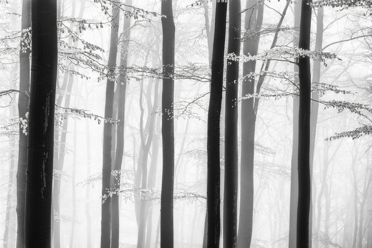 Spring trees