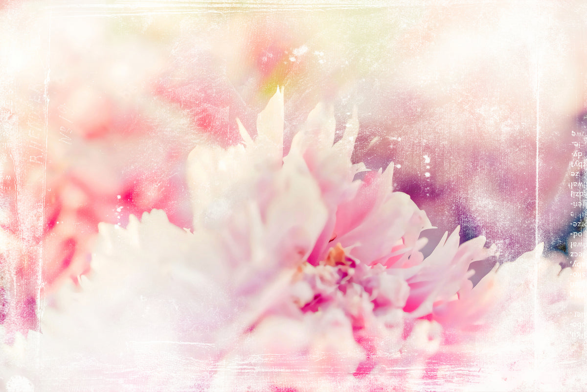 Ombre32flower