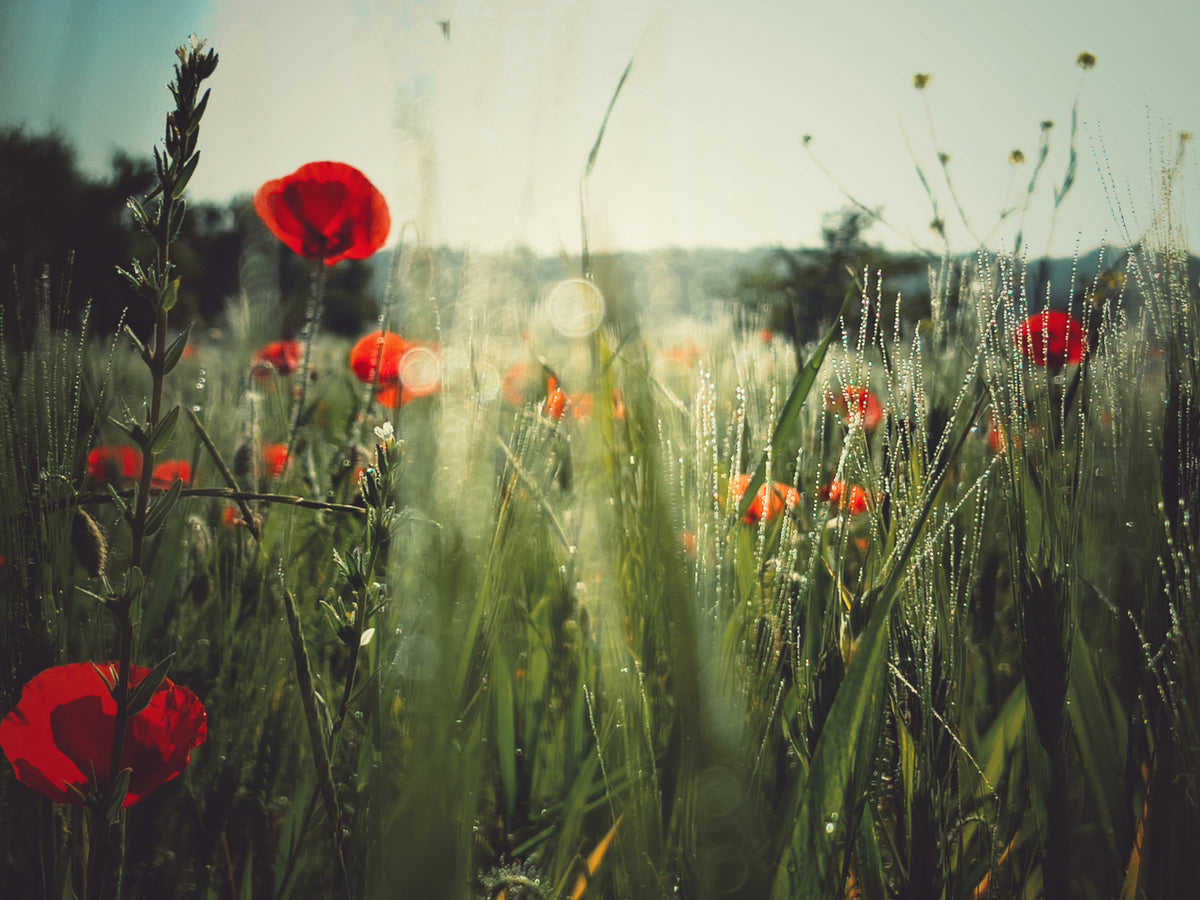 Spirit of the fields