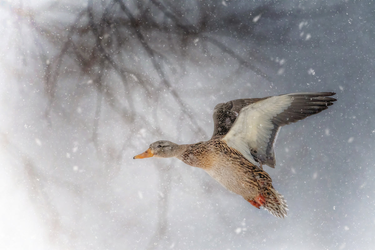 Snow Storm