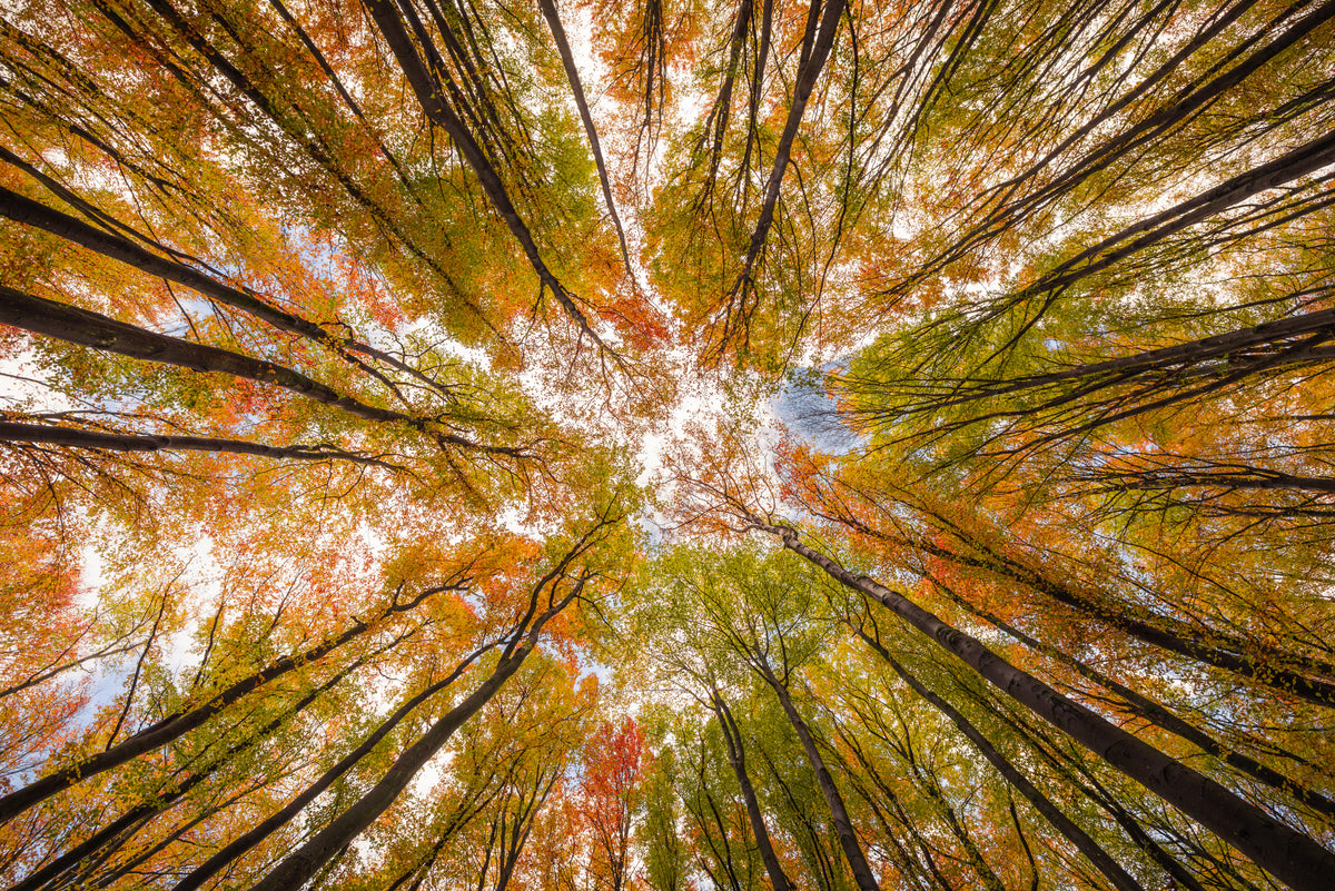 Look up