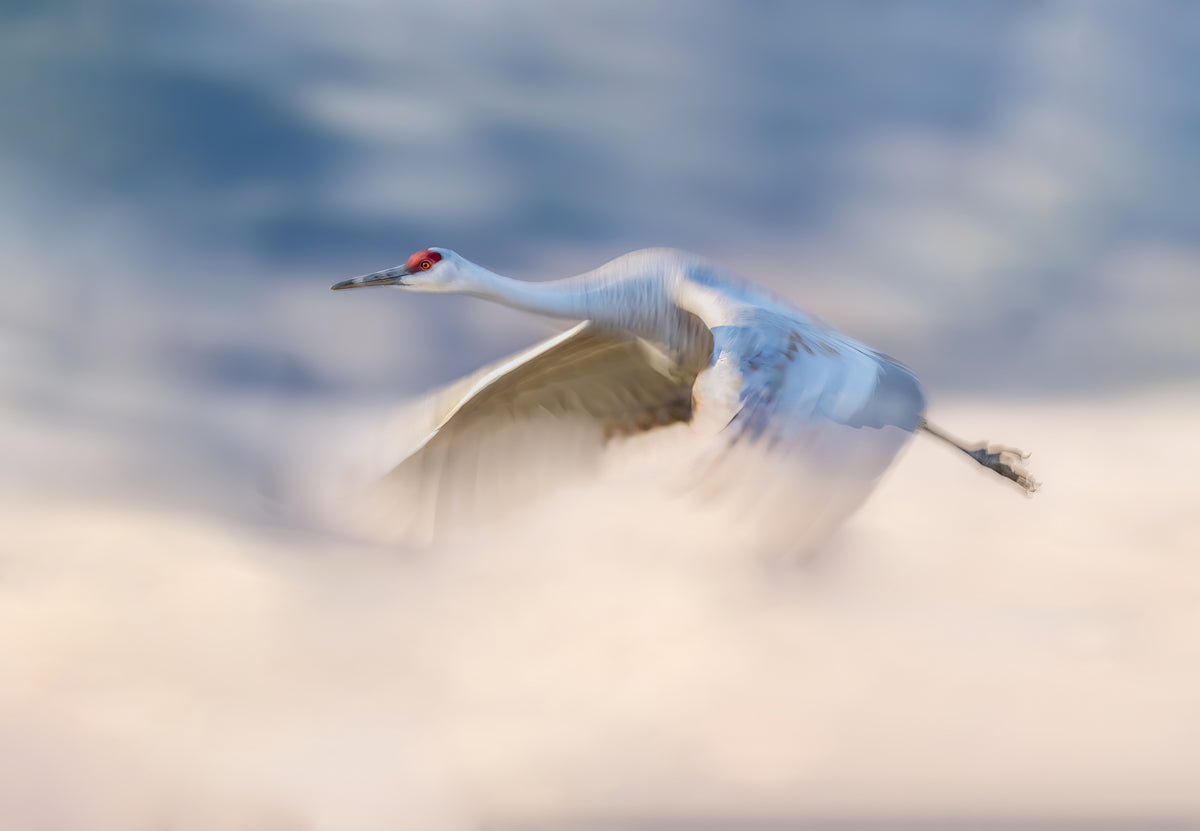 Kanadakranich fliegt in den Wolken
