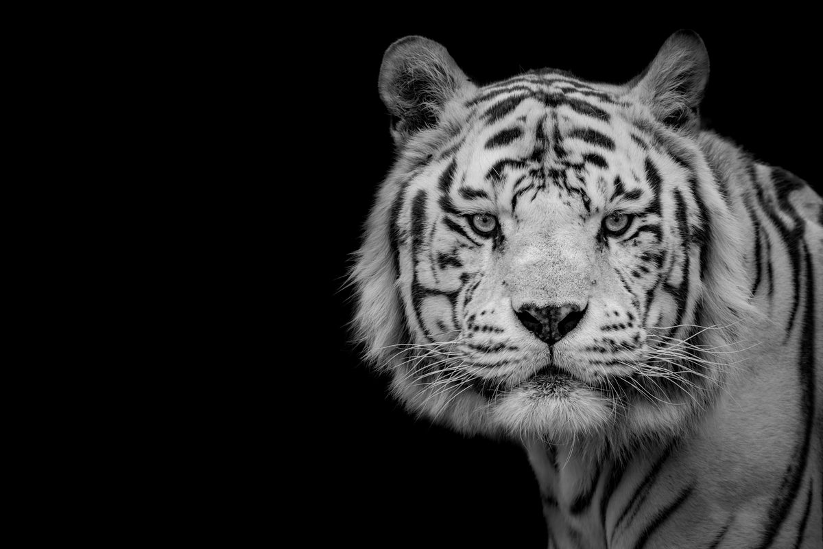 Bengalischer weißer Tiger