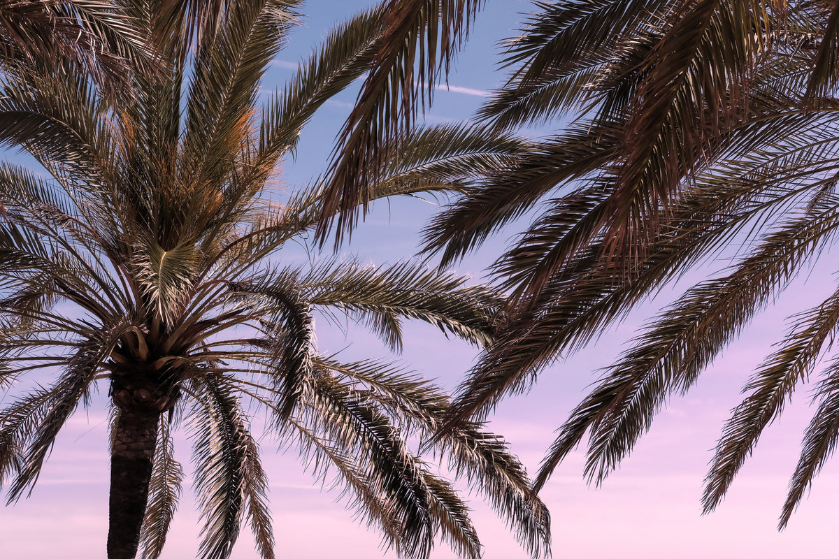 Palm_12