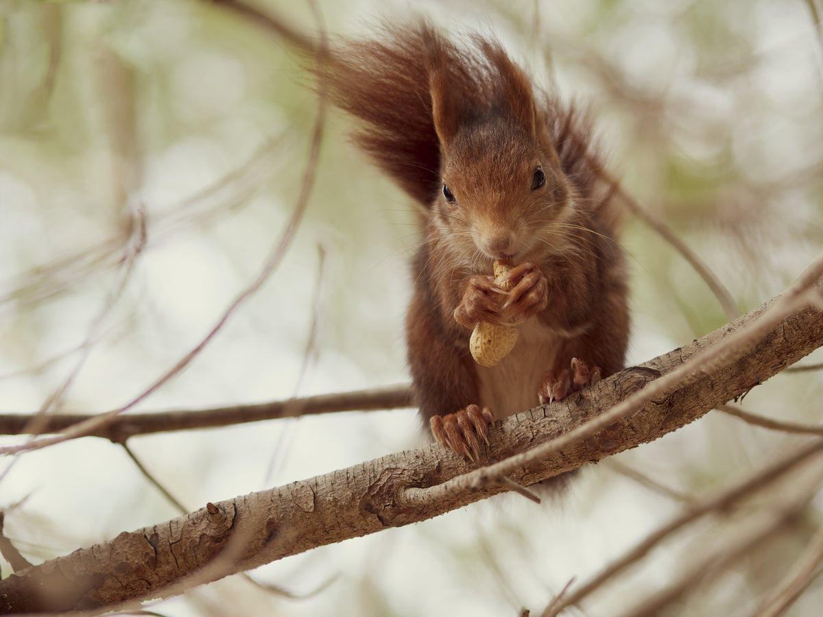 Spanish squirrel