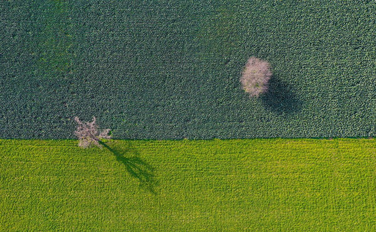 Natural Balance
