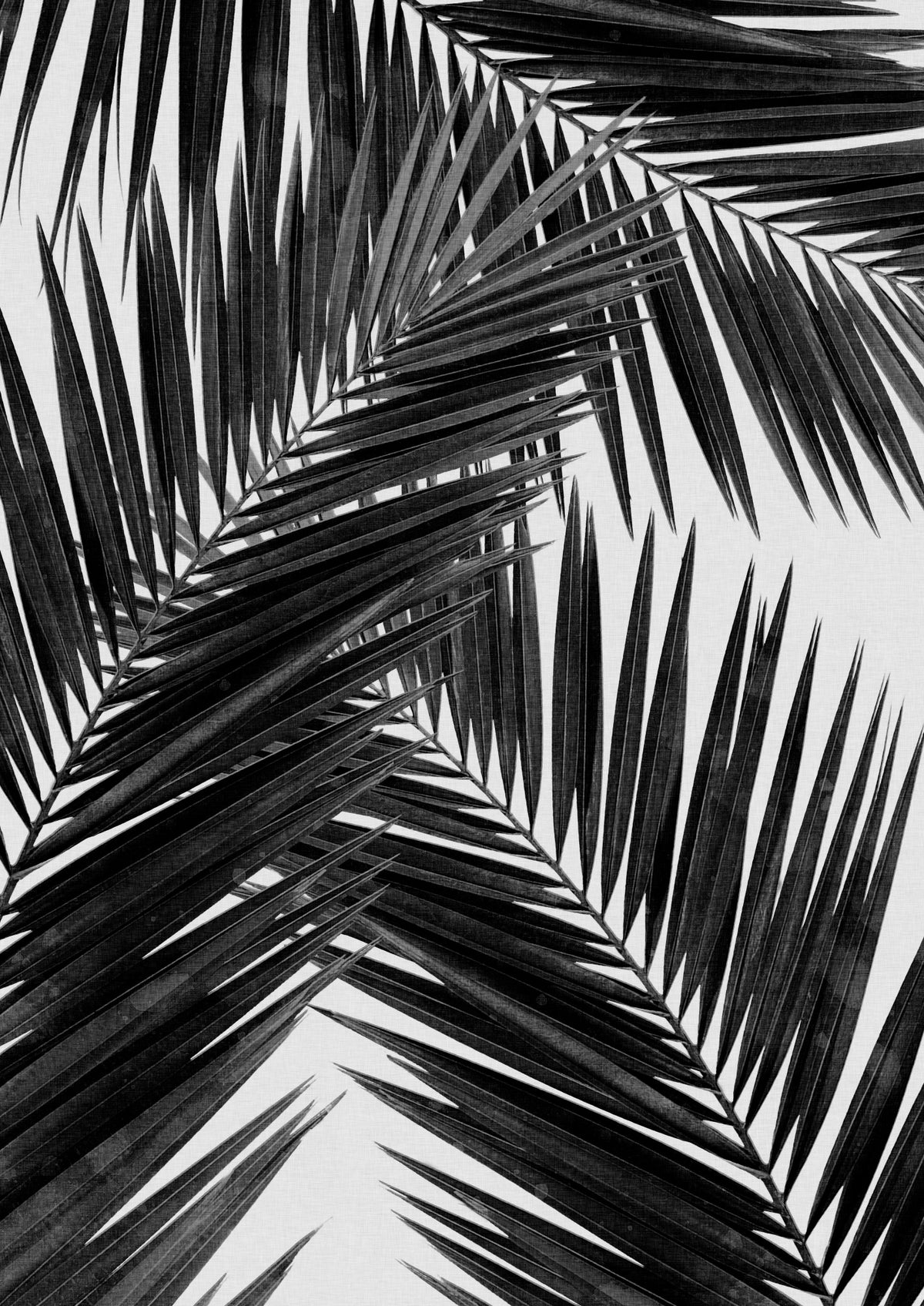 Palmblatt Schwarz-Weiß III