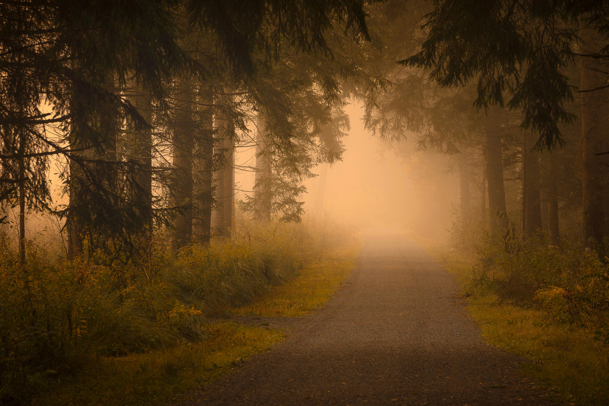 On the way into the fog