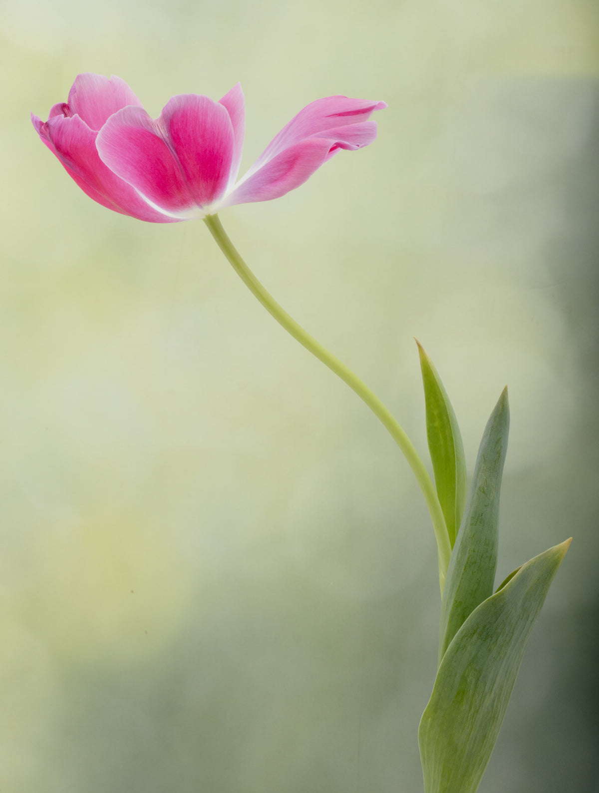 Spring Tulips