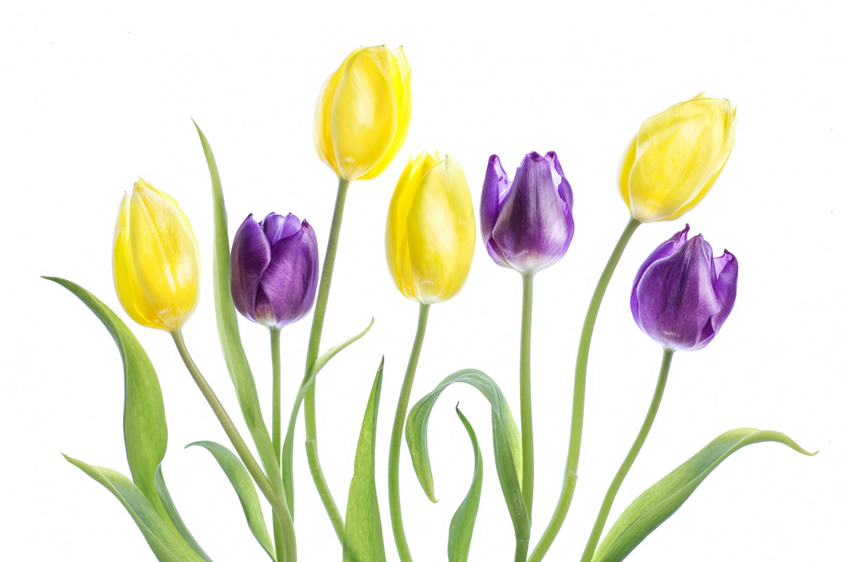 Tulips