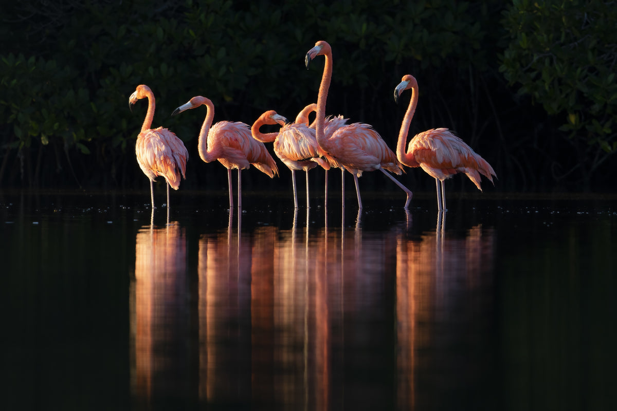 Pink Dawn