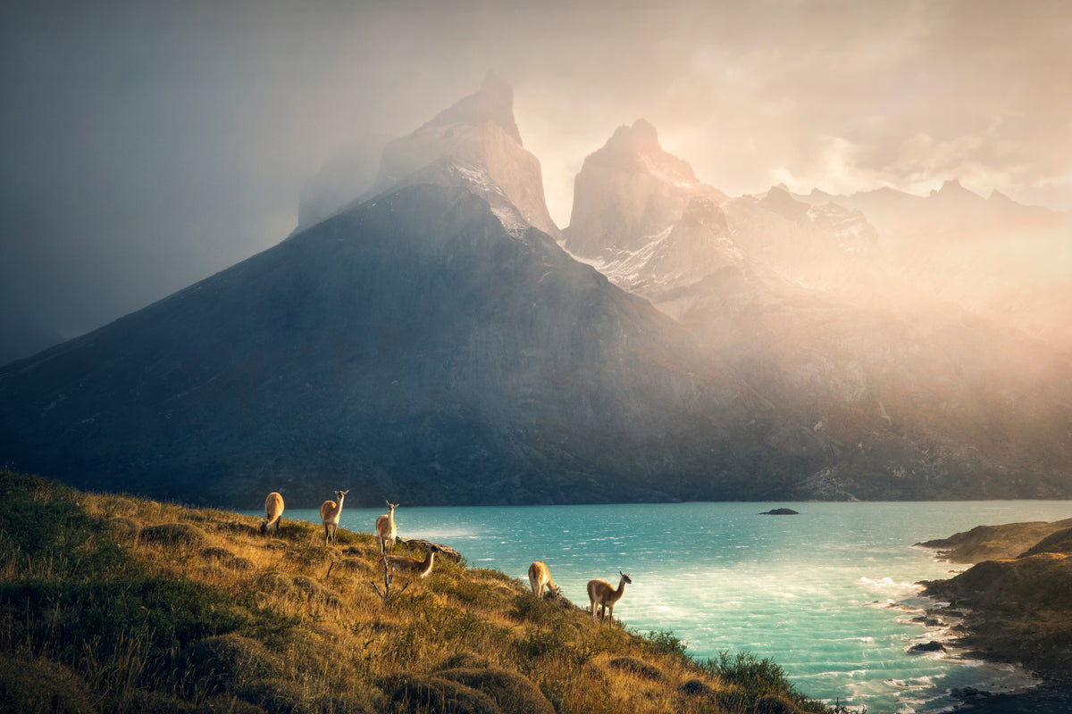 Alpacas at Torres de Paine