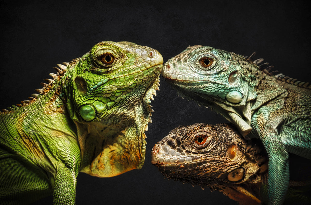 The Dragon Family