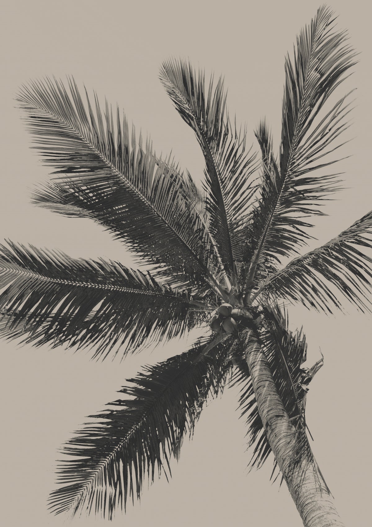 Palme