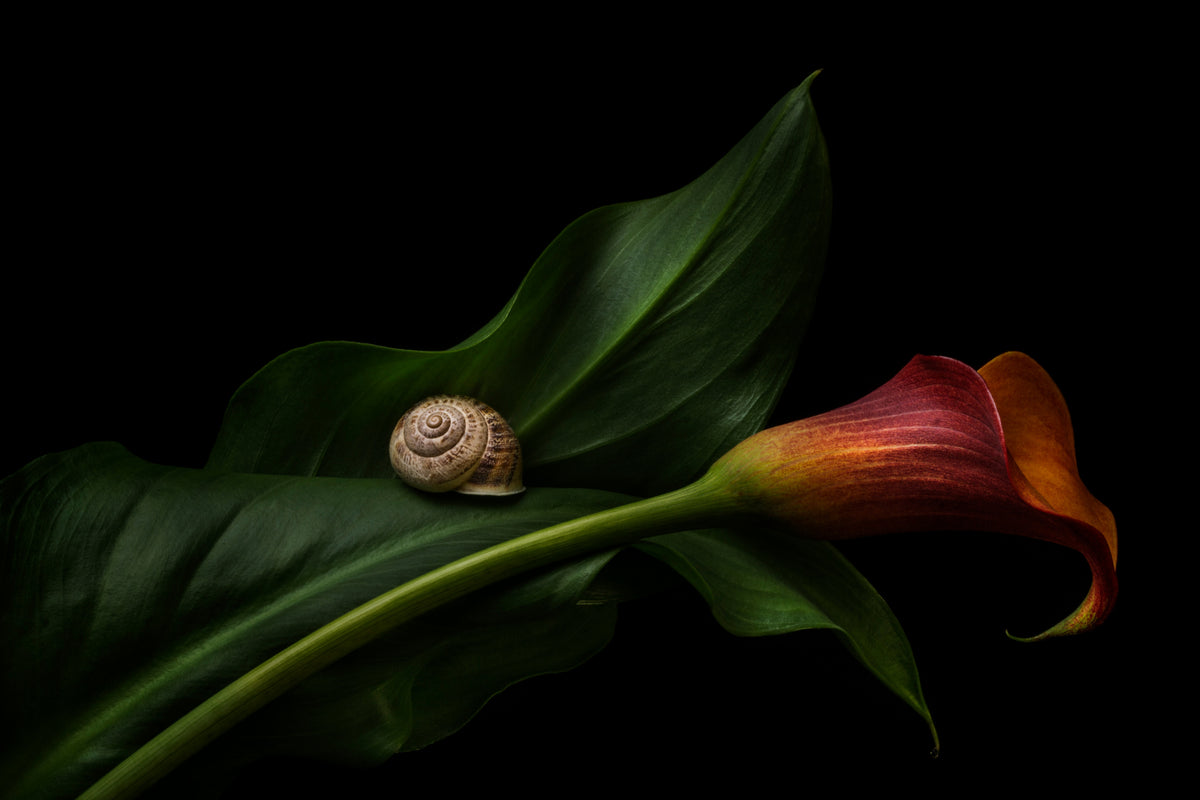 Still Life Painting With A Calla