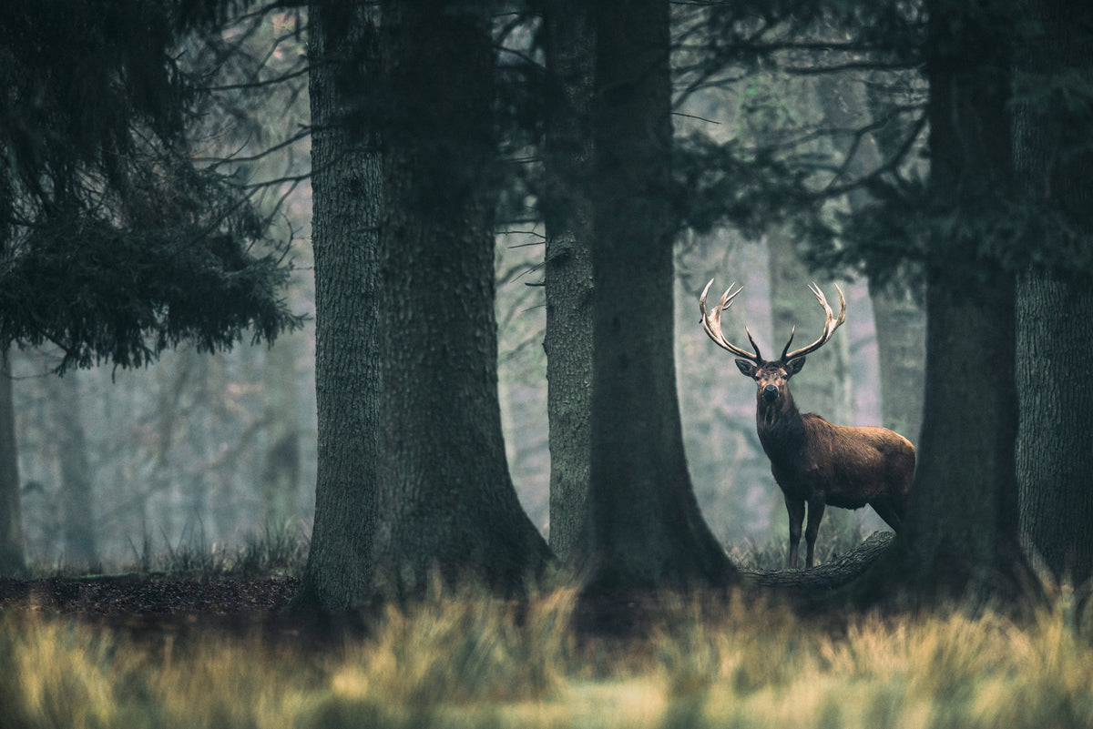König des Waldes