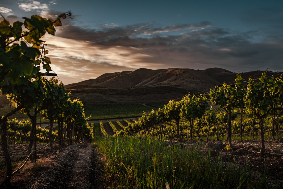 Vineyards