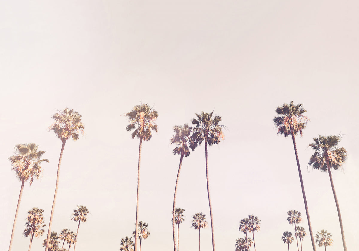 Sonnige Cali-Palmen