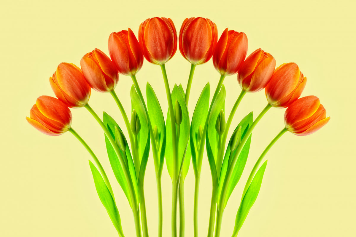 bouquet of tulips