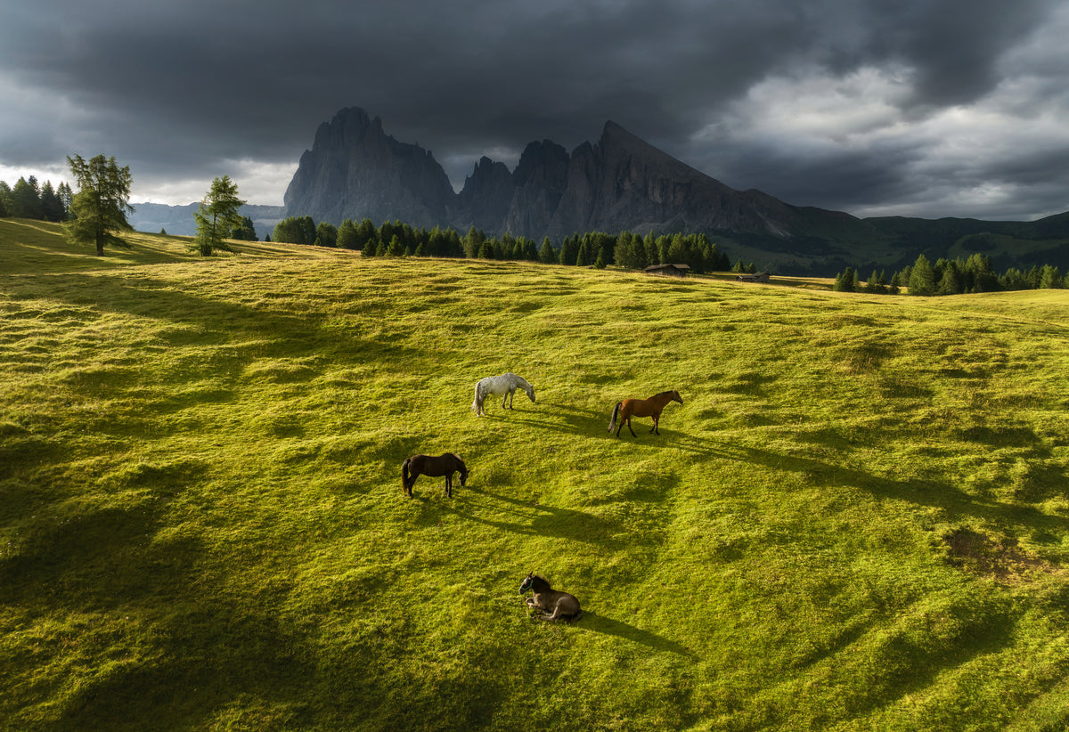 Pferde in den Dolomiten