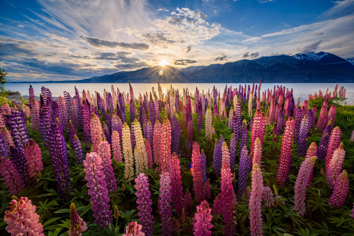 Lupin's lakeside