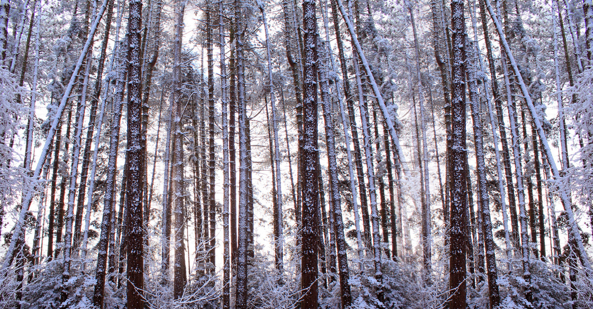 Panorama-Winterkiefern