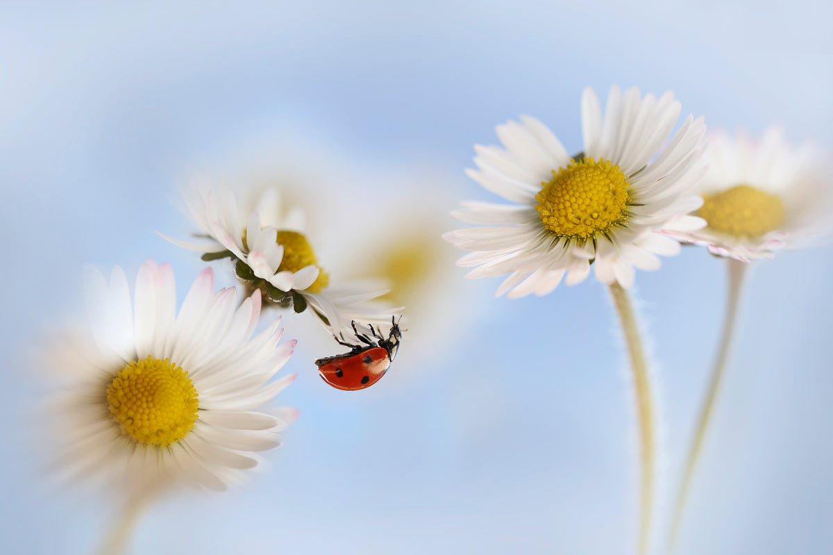 Marienkäfer und Gänseblümchen