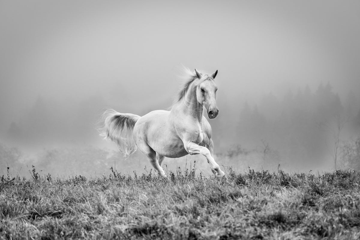 eine Kurzgeschichte über Galopp