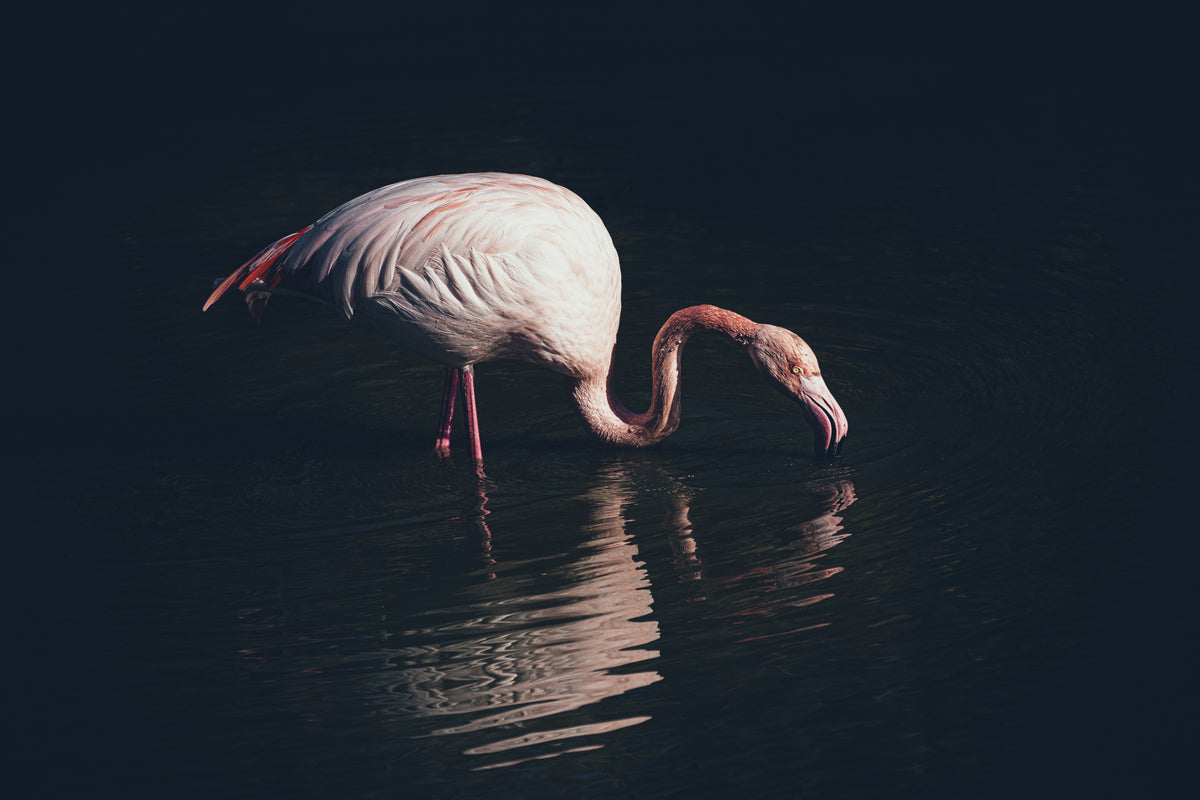 Enlightened flamingo