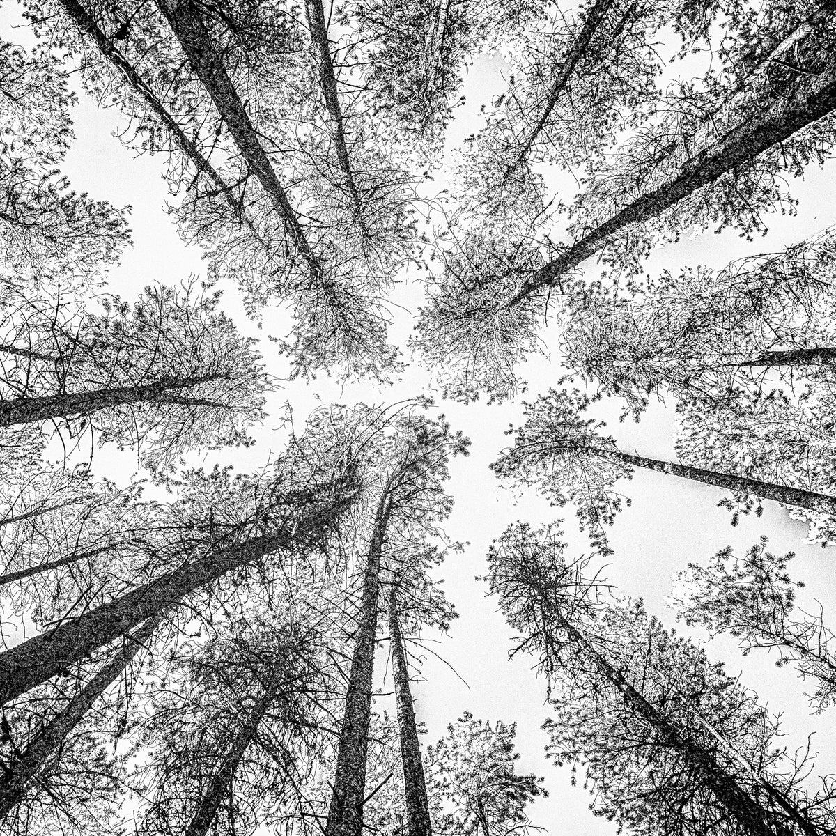 Tree Etching 2
