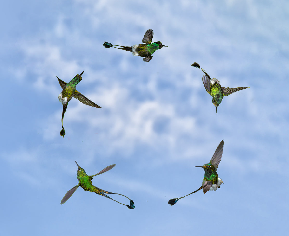 Joy of Flight
