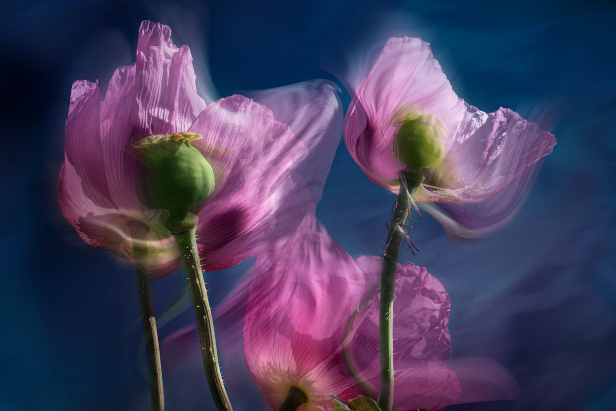 Mohnblumen am Wegesrand