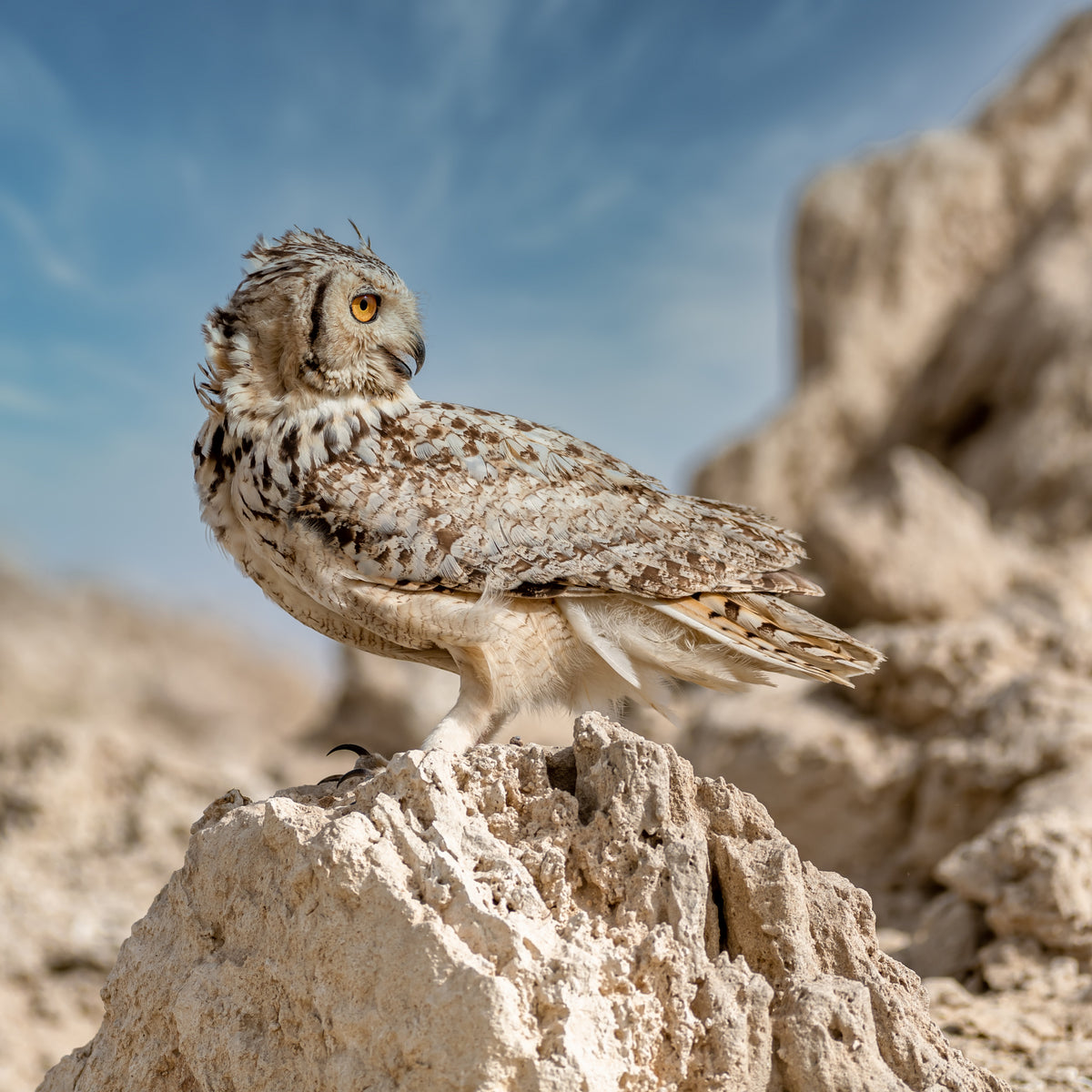 Pharaoh eagle owl