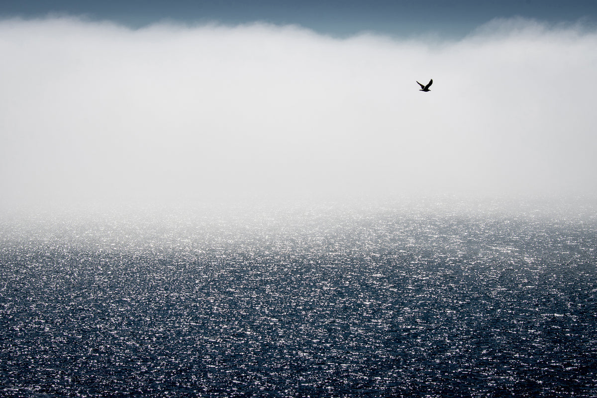 Möwen mögen den Nebel nicht