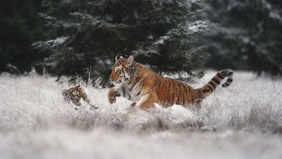 Freude im Schnee