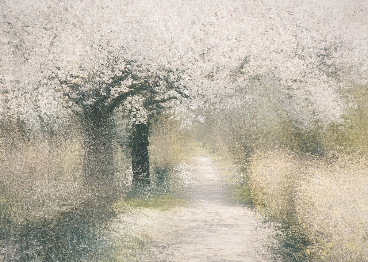 Kirschblüte