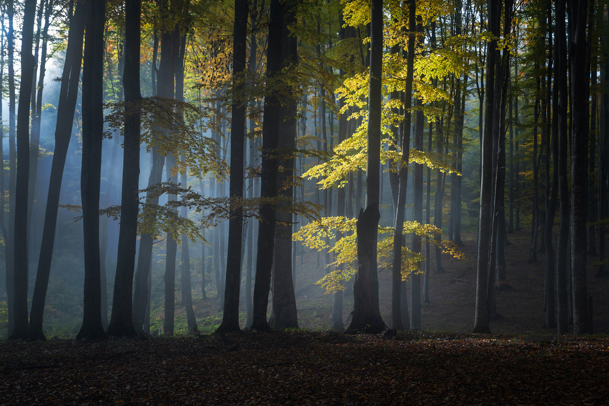 Nebeliger Wald