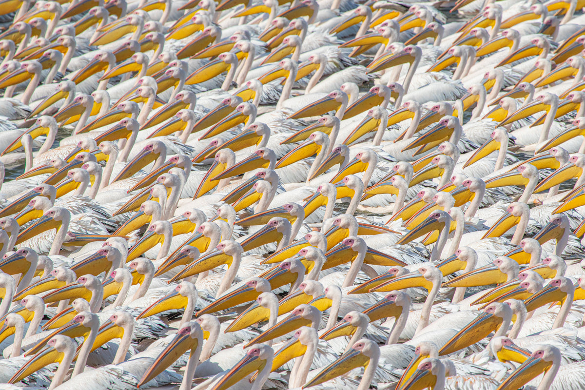Parade-Pelikan