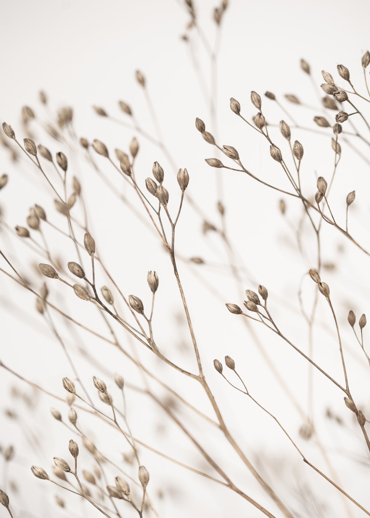 Wildes Gras
