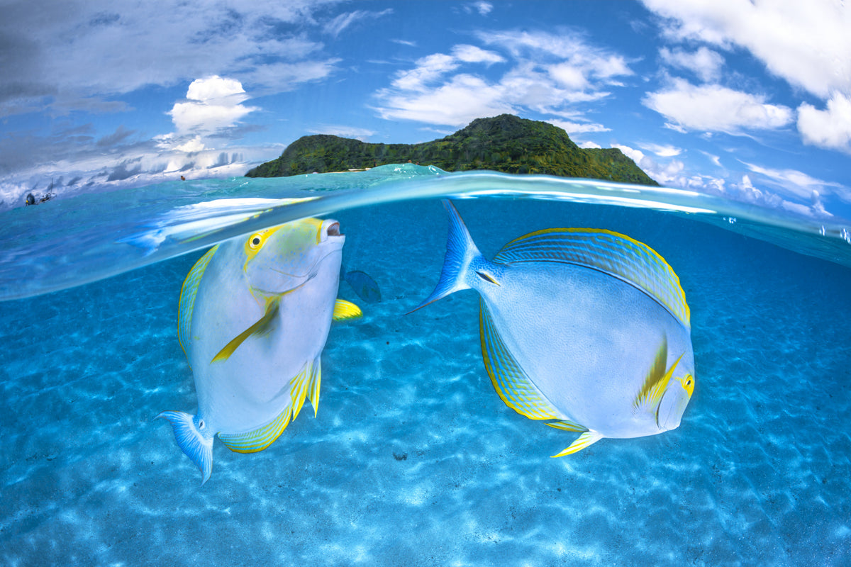 Dussumiers Doktorfisch