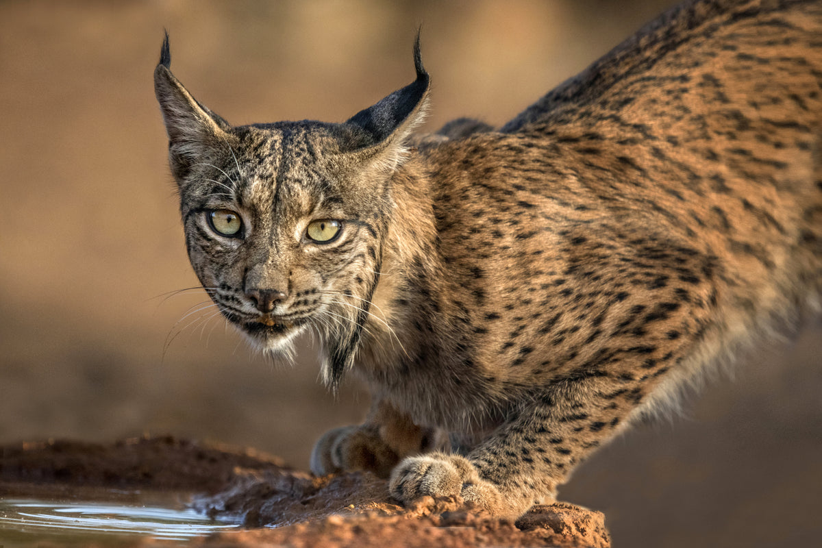 Wilder Iberischer Luchs