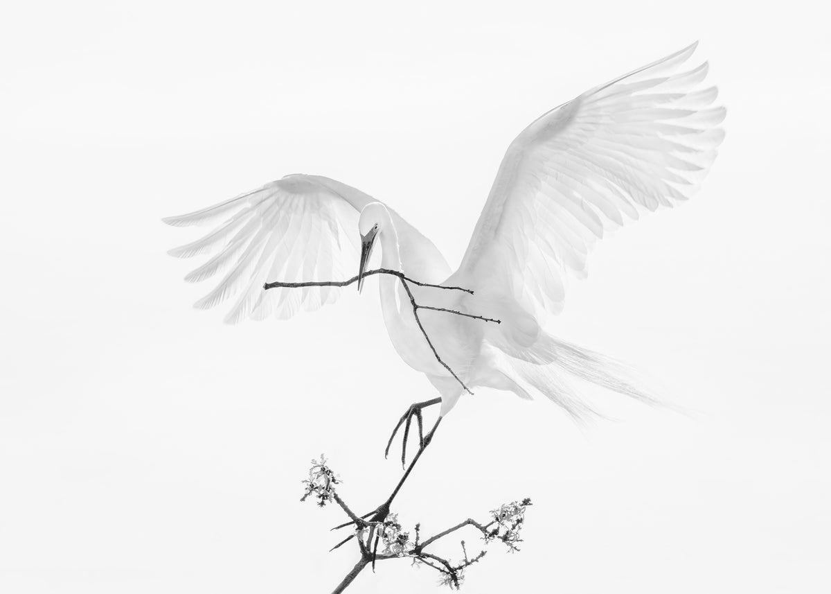 Transparent Wings