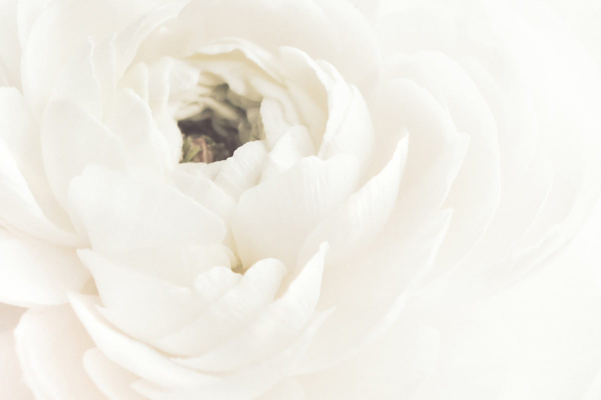 White Flower 2