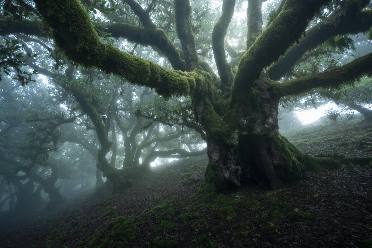 MYSTISCHER WALD
